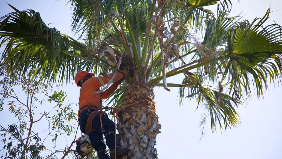 Palm Trimming Palm Trimming
