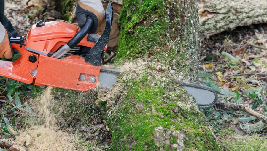 Tree Removal Tree Removal