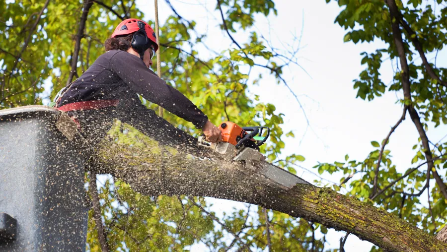 Tree Trimming & Pruning Tree Trimming & Pruning